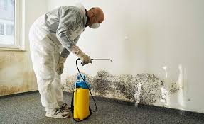 Why You Should Choose Our Mold Remediation Services in Cibolo, TX